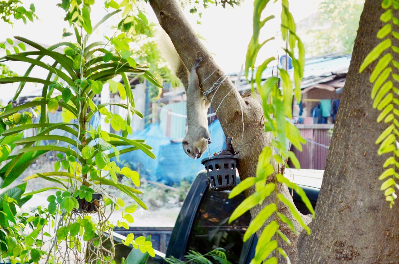 Early Bird Hostel Ayutthaya Exteriör bild